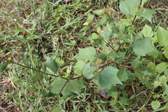 Triumfetta pentandra